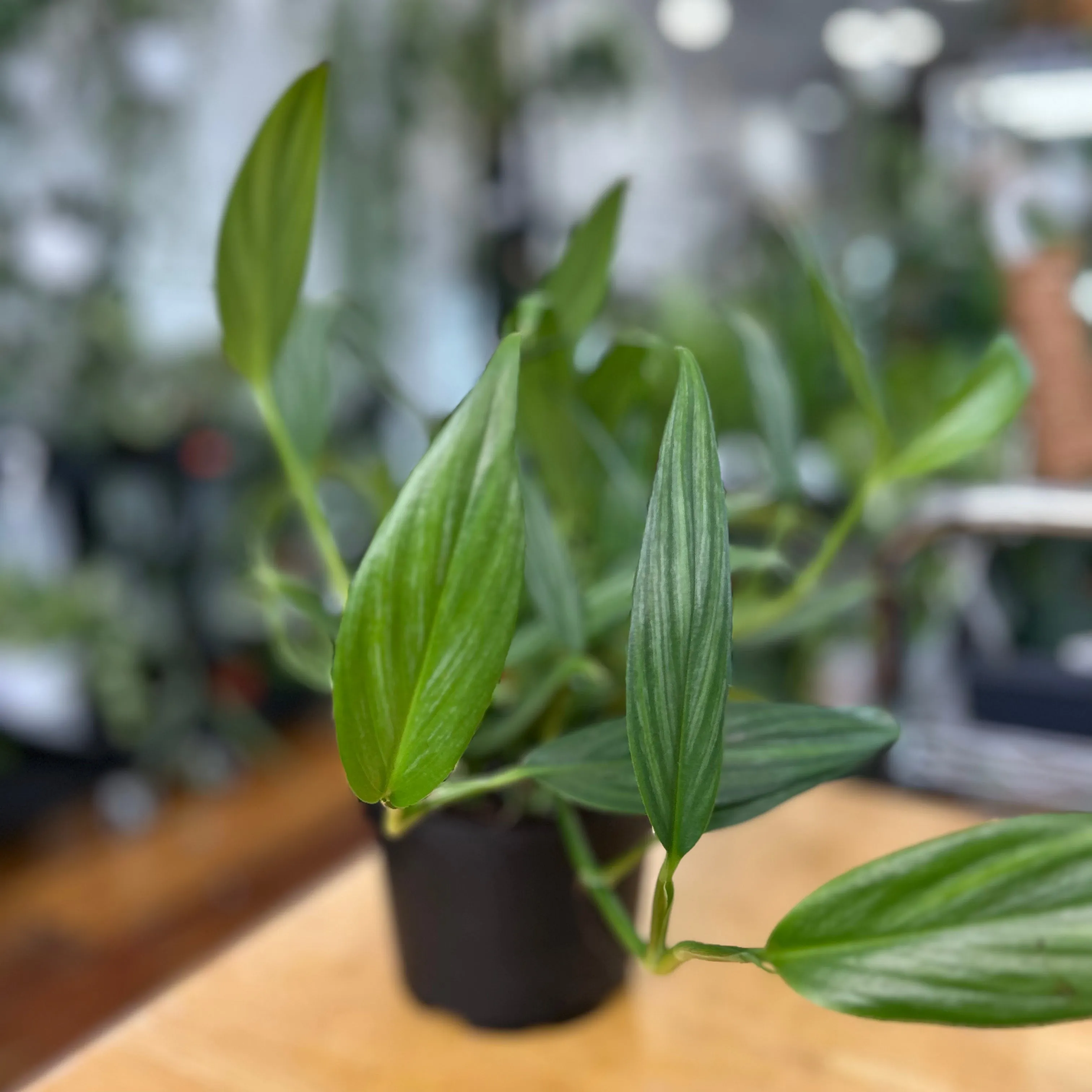 Epipremnum amplissimum - Silver Streak Pothos - 6 Inch