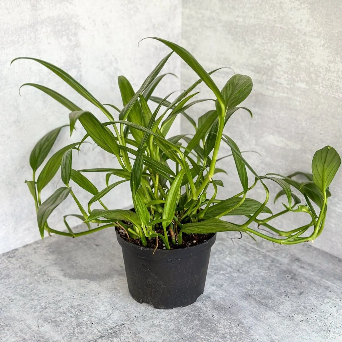 Epipremnum amplissimum - Silver Streak Pothos - 6 Inch